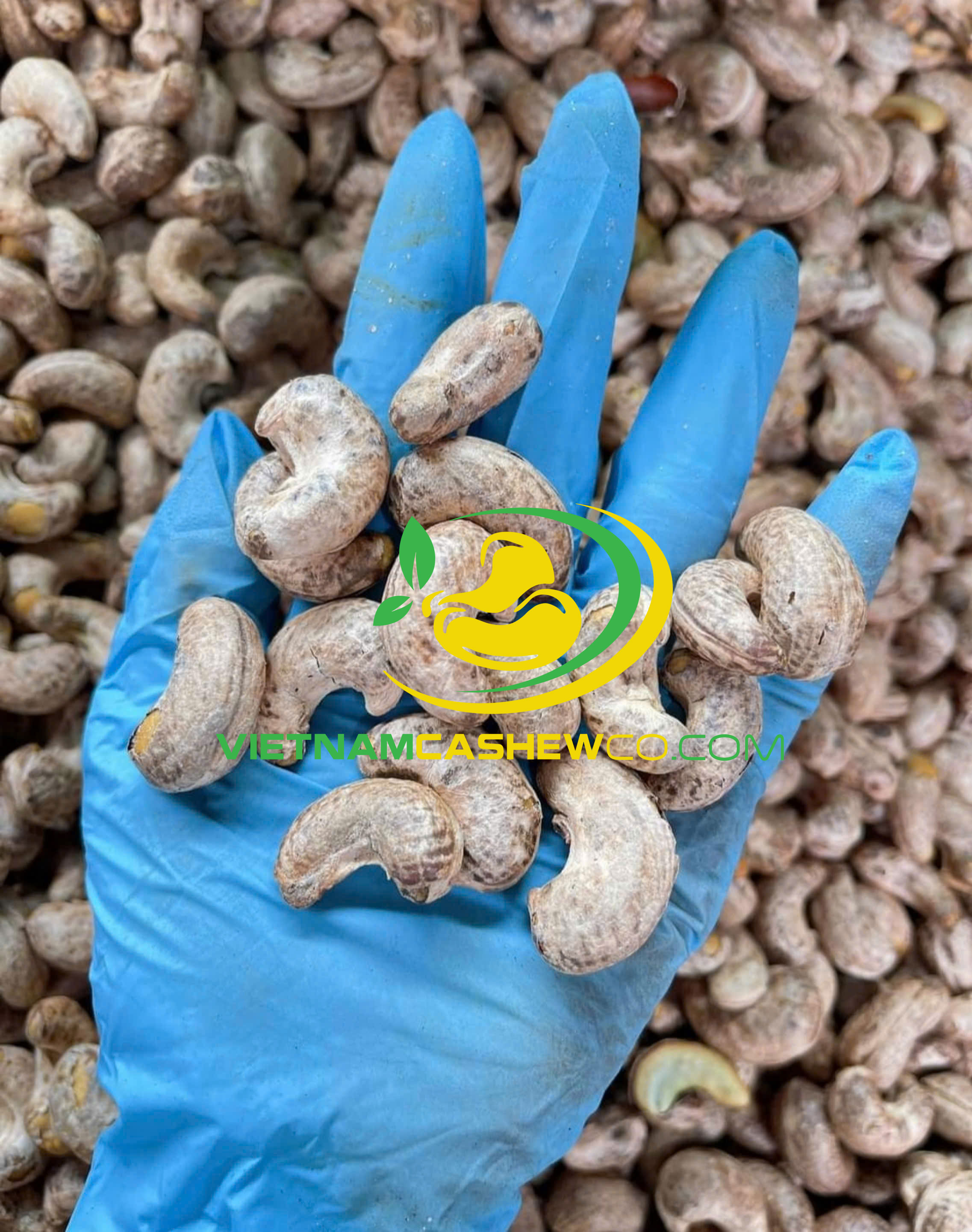 Hạt điều rang muối cả vỏ